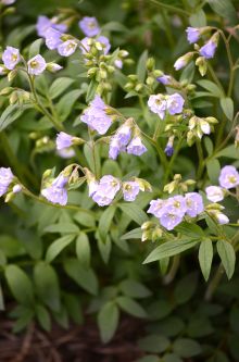 Polemonium reptans
